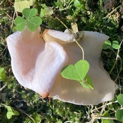 Guepinia helvelloides