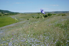 Linum squamulosum