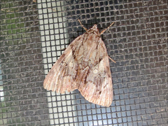 Catocala blandula