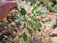 Heteromorpha arborescens abyssinica