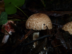 Agaricus sylvaticus