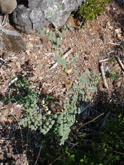Hosackia crassifolia