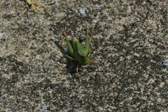 Dichromorpha viridis