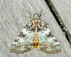 Catocala connubialis