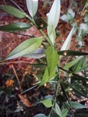 Ruscus aculeatus
