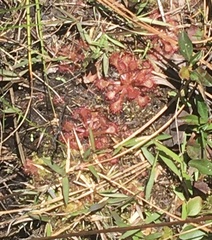 Drosera capillaris