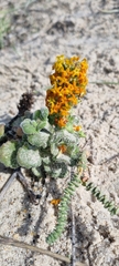 Manulea tomentosa
