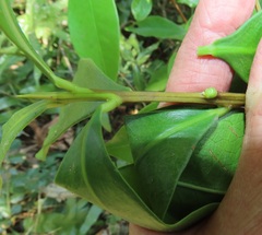 Peddiea africana