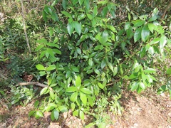 Peddiea africana