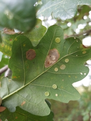 Neuroterus albipes