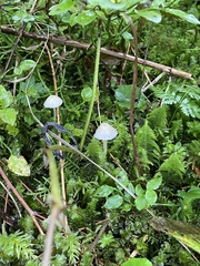 Mycena epipterygia