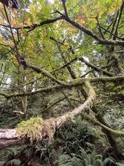 Pseudisothecium stoloniferum