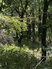 Odocoileus virginianus