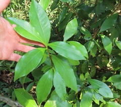 Peddiea africana
