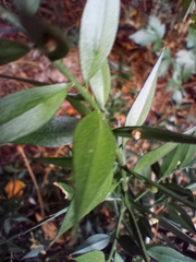 Ruscus aculeatus