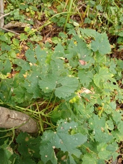 Humulus lupulus