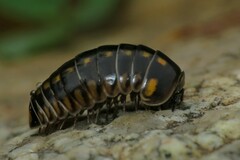 Glomeris tetrasticha