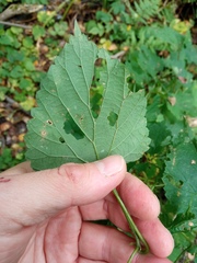 Humulus lupulus