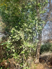 Prunus ilicifolia