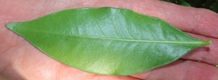 Peddiea africana
