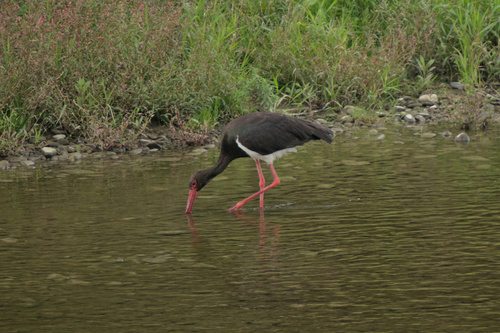 Cigüeña negra (Ciconia nigra)