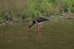 Ciconia nigra
