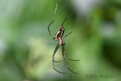 Leucauge celebesiana