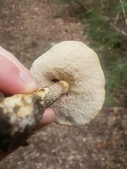 Leccinum holopus