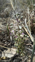 Ledebouria