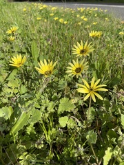 Arctotheca calendula