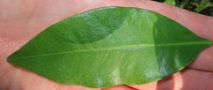 Peddiea africana