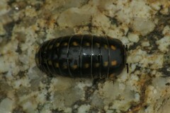 Glomeris tetrasticha