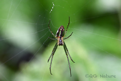 Leucauge celebesiana