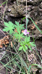 Geranium bicknellii