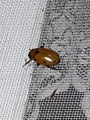 Pelidnota punctata