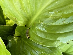 Macremphytus testaceus