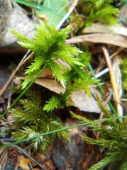 Climacium dendroides