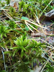 Climacium dendroides