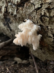 Hericium americanum