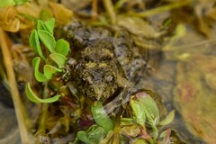 Bombina variegata