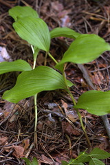 Cypripedium calceolus