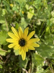 Arctotheca calendula