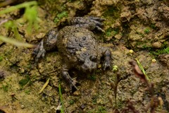 Bombina variegata