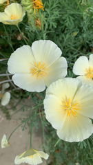 Eschscholzia