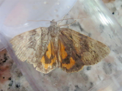 Catocala blandula