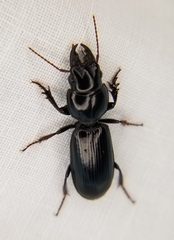 Scarites subterraneus