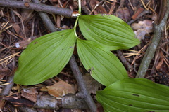 Cypripedium calceolus