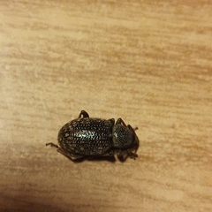 Otiorhynchus cribricollis