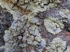 Lepraria membranacea