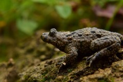 Bombina variegata